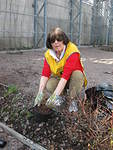 Marja Sarvanto kitkee ja siivoaa istutusten juuria.