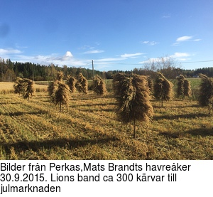 Bilder frn Perkas,Mats Brandts havreker 30.9.2015. Lions band ca 300 krvar till julmarknaden