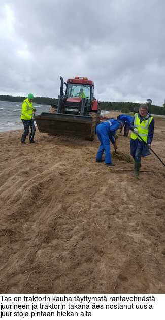 Tas on traktorin kauha tyttymst rantavehnst juurineen ja traktorin takana es nostanut uusia juuristoja pintaan hiekan alta