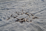 Kaloja tuli perjlkeen niin paljon, ettei ehtinyt kuin nakella jlle.. :)