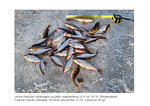 Jorma Alakulpin kalasaalis pyydetty maanantaina 18.4. klo 16-18. Vitikanpss<br>Kaarina Kosken rannassa. Ahvenen pituusmitta 23 cm. Kaloja tuli 34 kpl.