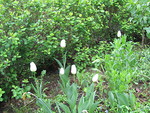 Valkoiset tulppaanit kukkivat pensaan varjossa